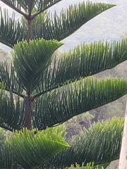Eutacta