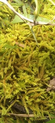 Triquetrella tristicha
