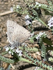 Satyrium sylvinus desertorum