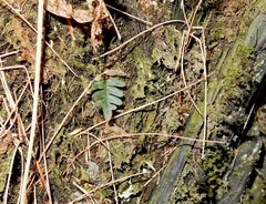 Polypodium appalachianum