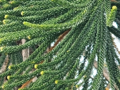 Eutacta