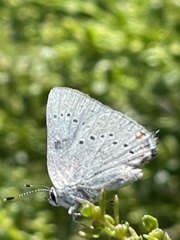 Satyrium sylvinus desertorum