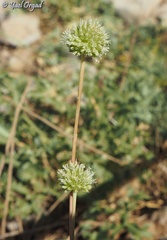 Allium pseudocalyptratum