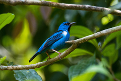 Dacnis cayana