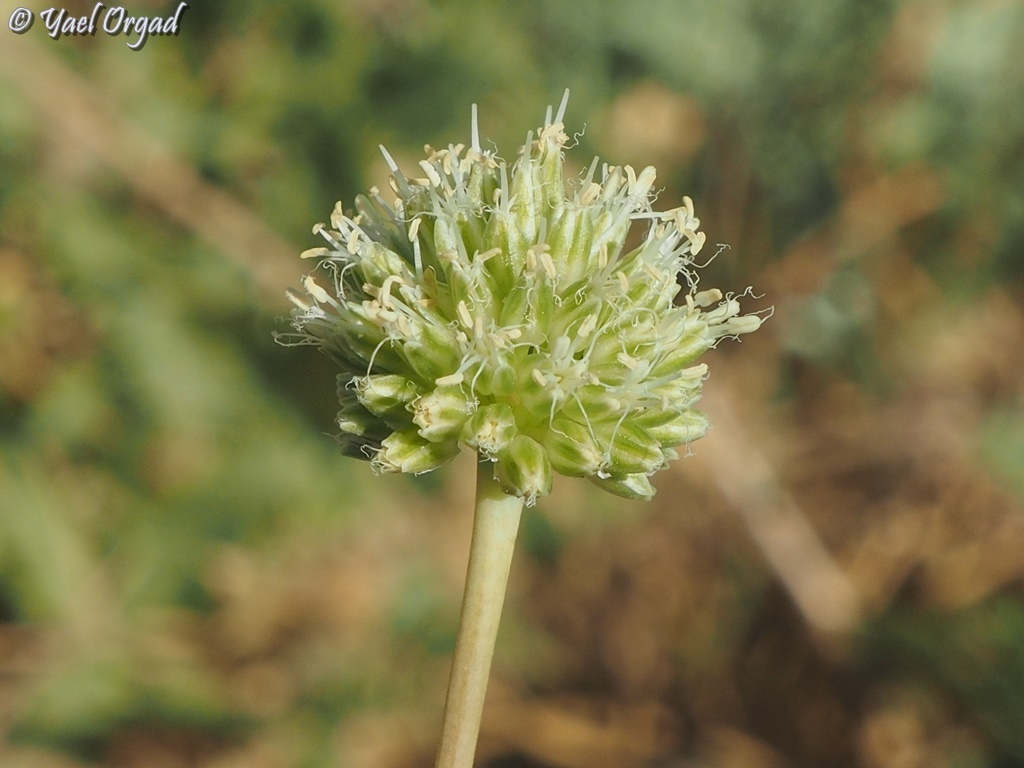 Allium pseudocalyptratum