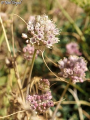 Allium rupicola