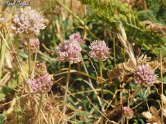 Allium rupicola