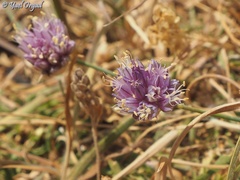 Allium sannineum