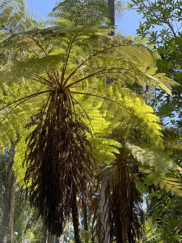 photo of Scaly Tree Ferns (Cyatheaceae)