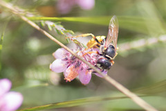 Philanthus triangulum