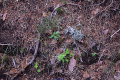 Cytisus oromediterraneus