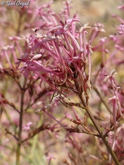 Centranthus longiflorus