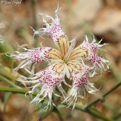 Dianthus libanotis