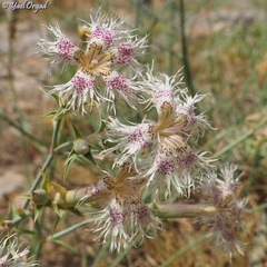Dianthus libanotis