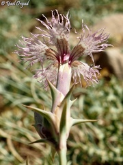 Dianthus libanotis