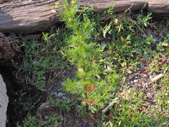 Matricaria discoidea