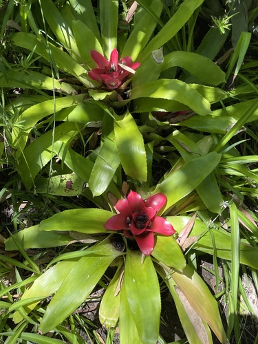 photo of (Neoregelia)