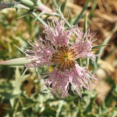 Dianthus libanotis