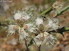 Dianthus libanotis