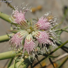 Dianthus libanotis