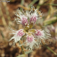 Dianthus libanotis
