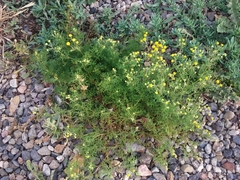 Oncosiphon pilulifer