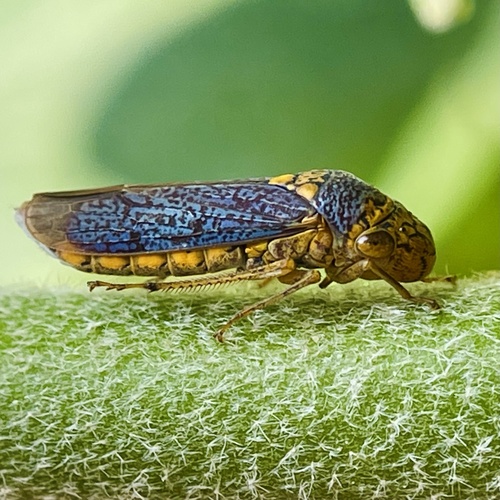 Broad-headed Sharpshooter