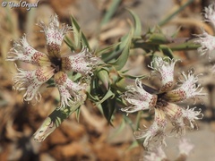 Dianthus libanotis