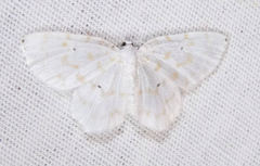 Hydrelia albifera