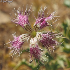 Dianthus libanotis
