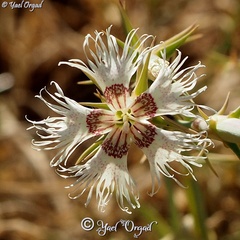 Dianthus libanotis