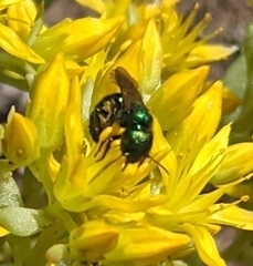 Hoplitis fulgida fulgida