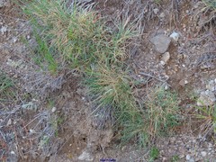 Festuca indigesta