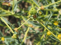 Euphorbia erinacea