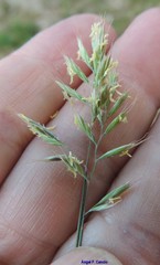Festuca indigesta