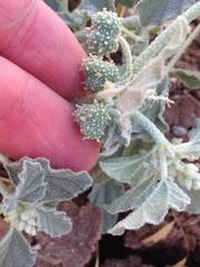 Chrozophora tinctoria