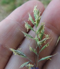 Festuca indigesta