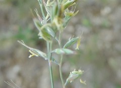 Festuca indigesta