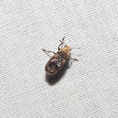 Euparius paganus