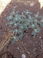 Chrozophora tinctoria