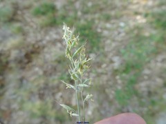 Festuca indigesta
