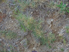 Festuca indigesta