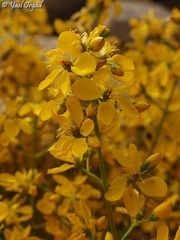 Hypericum libanoticum
