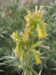 Onosma sericea