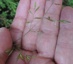 Festuca indigesta
