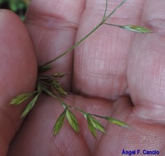 Festuca indigesta