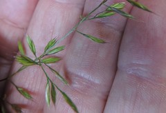 Festuca indigesta