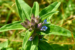 Gentiana cruciata cruciata