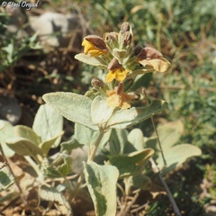 Phlomis brevilabris