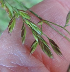 Festuca indigesta